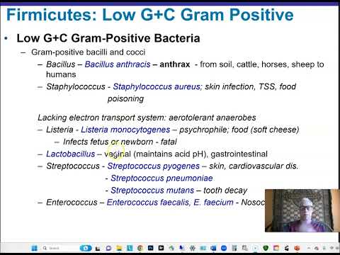 Ch 11 Part 2 Gram Positive Bacteria