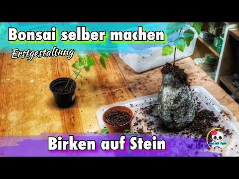 Bonsai selber machen / ziehen | Birken auf Stein ( Versuch Nr. 2 ) Birken Bonsai | Bonsai Baum 🌳
