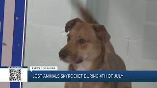 4th of July is the top day for lost pets: How to prepare and find yours