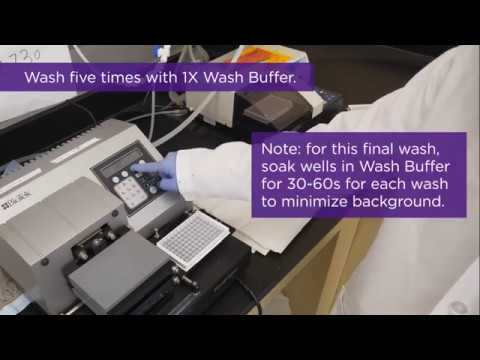 Sandwich ELISA Protocol