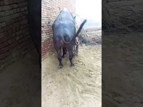 buffalo meeting 😊#cow #animals #farming #dairyfarm