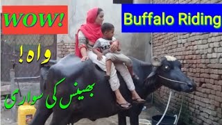 Buffalo Riding by Village Girl  Full Entertainment