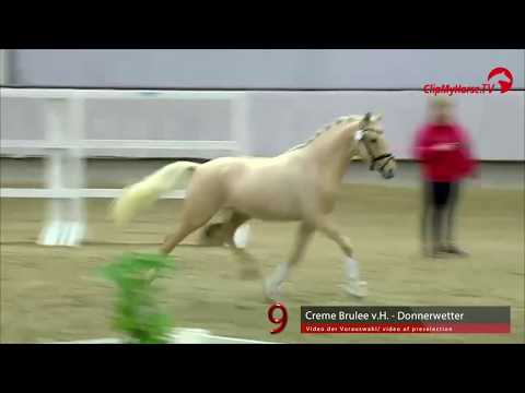 09 Junghengst v. Creme Brulee v.H. - Donnerwetter
