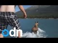 Man jumps on moose and rides across Canadian lake