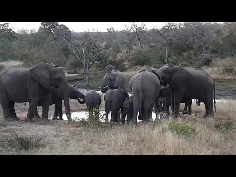 Djuma: Elephants come for a drink at the pan - 17:26 - 07/31/20