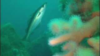 preview picture of video 'Wreck Diving   DS.Nerva  av Ivar Amundsen 24 aug.2008'