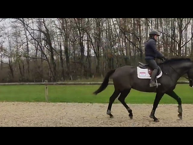 Jolie Hanovrienne 5 ans