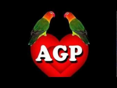 Todo Esta En Vos - Agapornis