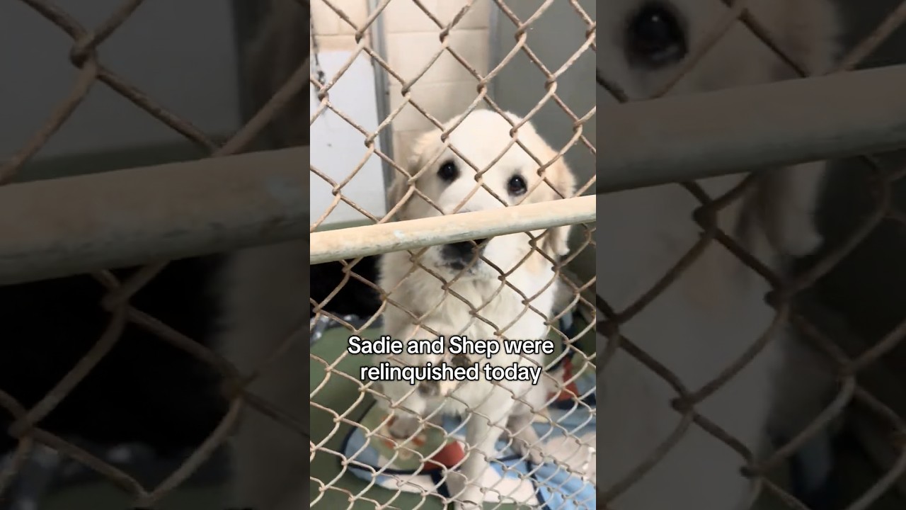 Enlarge Shep, an adopted mixed breed in Huntley, IL video 6/6