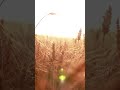 Wheat 2022 Summer Subscribe Sun Tiktok Reels 2021 Chill Newyear Sunny Wind Instagram