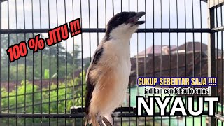 Download lagu cendet gacor HANDAL ISIAN MEWAH buat PANCINGAN CENDET AGAR BUNYI bikin BURUNG PENTET GACOR SEKETIKA mp3