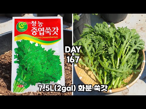 , title : '7.5L 화분에 쑥갓 키우기 : How to grow crown daisy in a 7.5L (2gal) pot.'