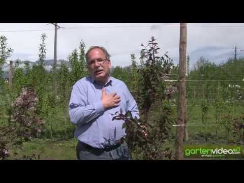 Traubenkirsche Prunus padus