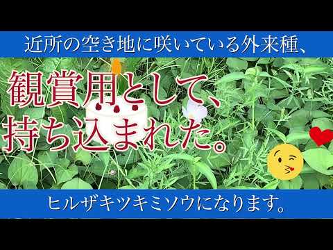 ミズーリ月見草 植物