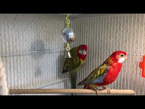 Parrots Rosella sing bird's songs.