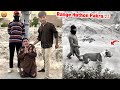 Our Commando Caught The Thief Red Handed Commando In Action