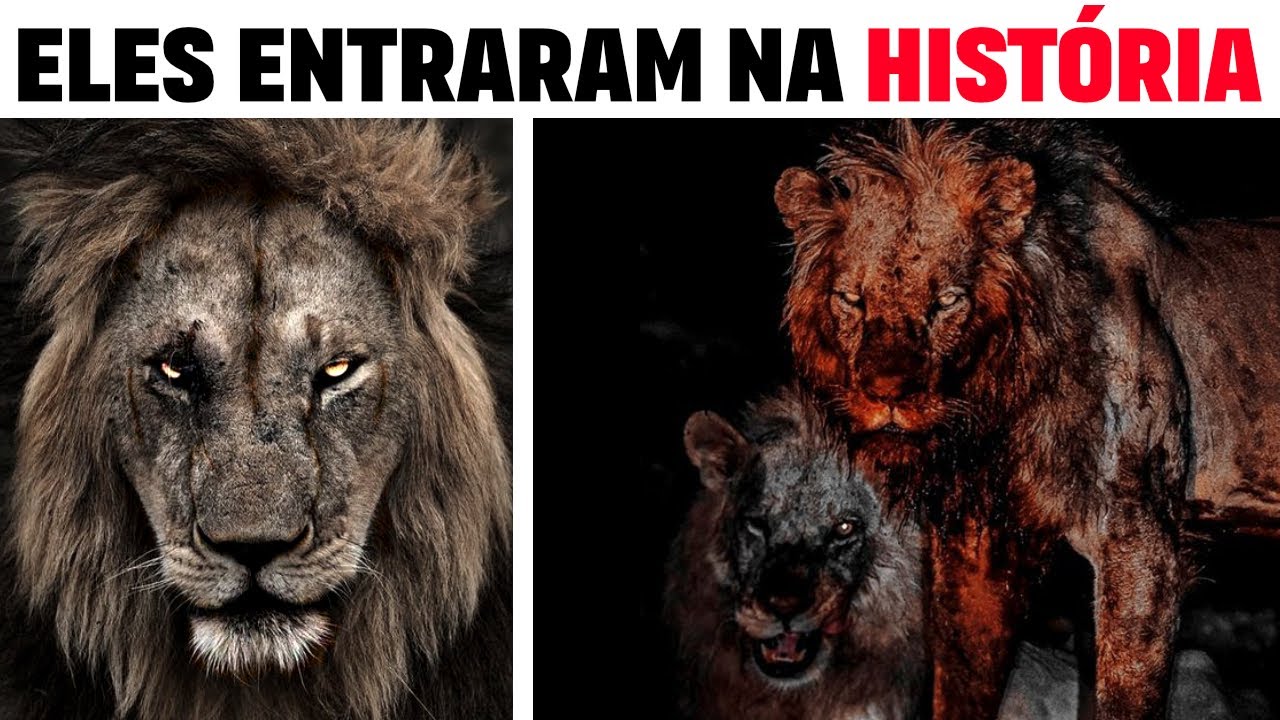 Leões Lendários: LEÕES QUE ENTRARAM PARA A HISTÓRIA