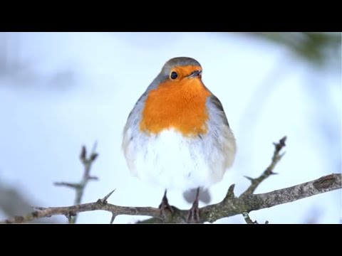 Robin Birds Singing and Chirping - Beautiful Bird Sounds and Bird Song