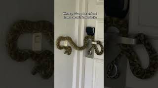 Just another day down under 💪🏼 #fyp #Australia #security #snake #animal #home #nope #wildlife