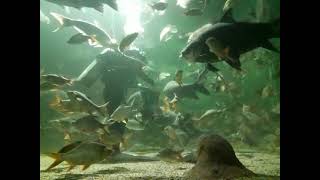 世界一長いトンネル!?　チェンマイ水族館　Chiang Mai Aquarium