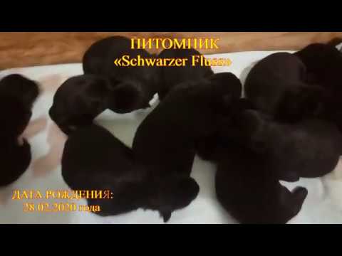 Щенки н\о черного окраса питомника «Schwarzer Fluss».Д\р. 28.02.2020 года .(German Shepherd Dog)