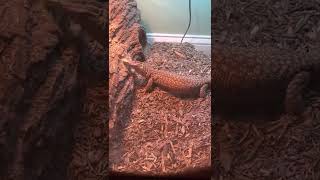 Monitor Reptiles Videos