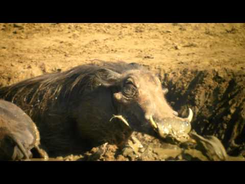 Warthog in mud at Punda Maria Camp waterhole, Kruger NP