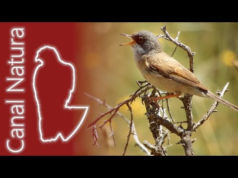 Curruca tomillera (Curruca conspicillata) Spectacled Warbler 4K