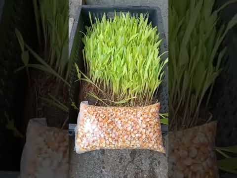 ruta de aprendizaje campesena , Belén de Umbría Risalarldas episodio 1