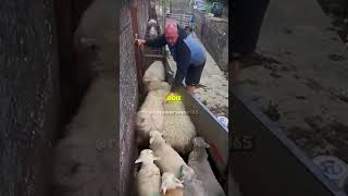 Como esse portão salva a vida de OVELHAS! 🐑