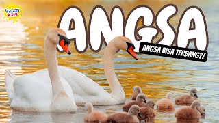 Download lagu Angsa Bisa Terbang?! | Potong Bebek Angsa | Beragam Macam Angsa mp3 Download lagu Angsa Bisa Terbang?! | Potong Bebek Angsa | Beragam Macam Angsa mp3