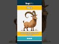 ibex - a wild goat that lives on... video thumbnail