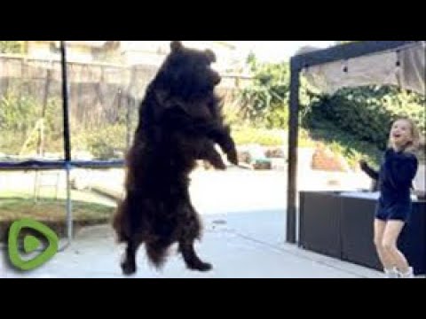 Enormous Newfoundland plays ball with his family