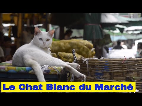 Le Chat Blanc du marché Pak Klong Talat à Bangkok, compagnon des vendeurs de fleurs