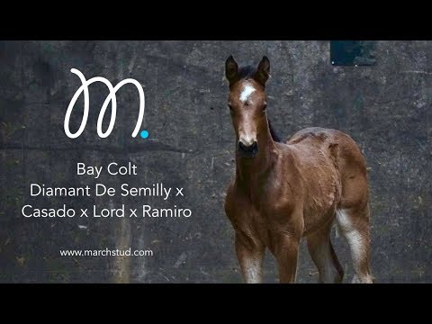 Diamant De Semilly x Casado x Lord x Ramiro