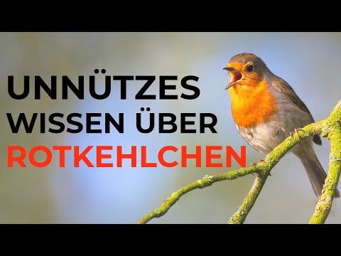 Unnützes Wissen über Rotkehlchen