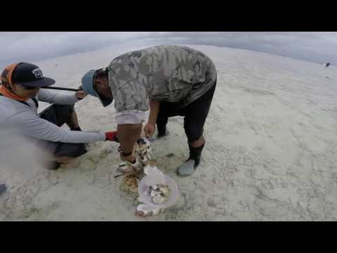 Kiritimati 2017 - Giant Clam Autopsy