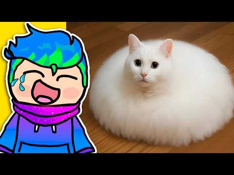 SI TE RIES PIERDES NIVEL DIOS 🤣 VIDEOS GRACIOSOS DE GATITOS Y PERRITOS / Carlos Infinito REACCIONA