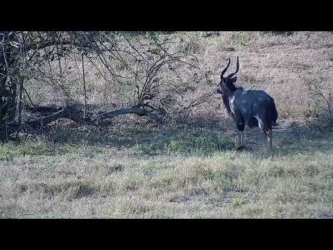 Djuma: Oxpeckers drinking and then Nyala bull - 15:32 - 08/05/2022