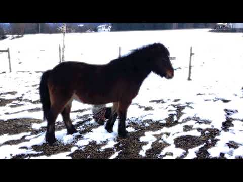 Ketkrókur / Keulenklauer