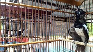 Download lagu Pancingan suara Kacer trotol BIKIN KACER NGEPLAY #terapikacer #kacer  #kicau mp3