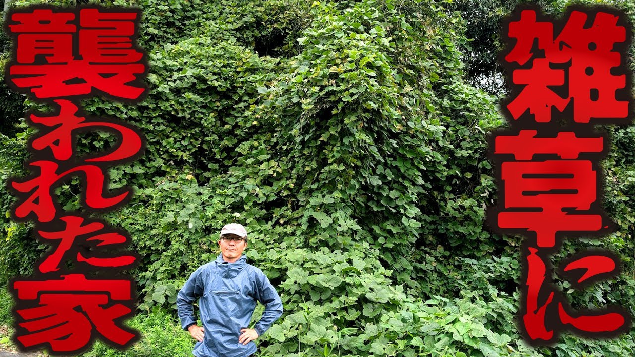 【恐怖！】空き家の雑草、放置するとこうなる。