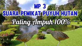 Download lagu suara pemikat puyuh hutan paling ampuh, sudah terbukti 100% mujarab mp3