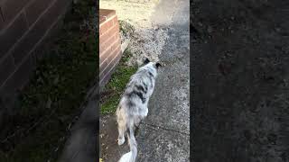 Adorable Blue Merle Border Collie Puppy&#39;s Irresistibly Cute Walk! 🐾💙 #BlueMerlePuppy