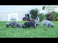 Cane Corso dogs for sale: Meadow - Video 1
