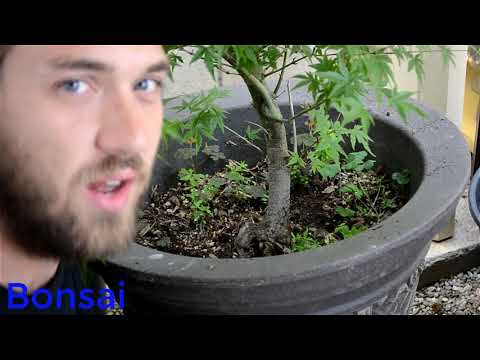 How to make bonsai for beginners - HD 2019 - #2 (Bonsai)