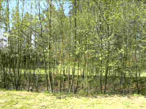 Howling Gael - Step It Out Mary