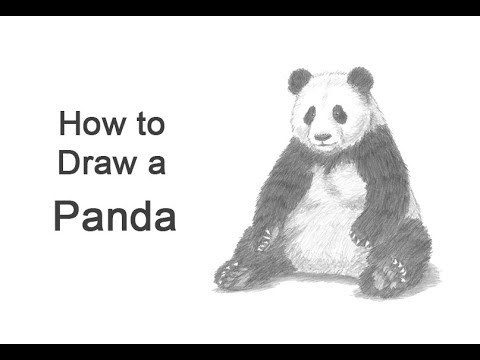 How to Draw a Panda (Sitting)