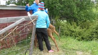 preview picture of video 'Moose Garden Part 1  Schweden  Juni/ June 2014 Elche füttern Sweden Moose calves'