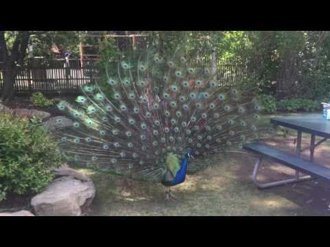 Peacock Dance Display - Peacocks Opening Feathers